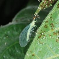 green lacewing that look like termites
