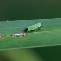 green leafhoppers