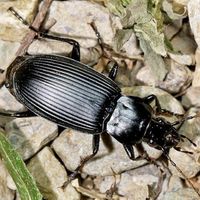 ground beetles