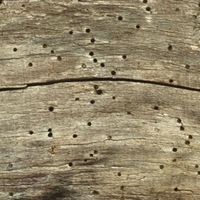 holes in wooden structures