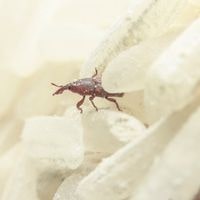 how to get rid of rice moths