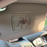how to get spiders out of your car