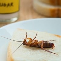 how to kill a cockroach