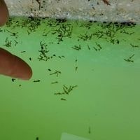 how to kill mosquito larvae in pool