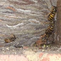 how to tell if wasps are in your walls