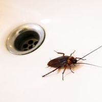 kill the roaches in  drain