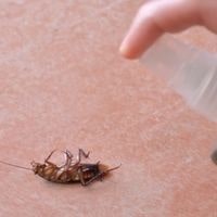 killing a cockroach attracts more