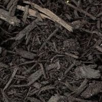 licorice root mulch