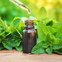 longevity of peppermint oil smell