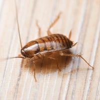 oriental cockroaches