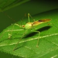 pale green assassin bug