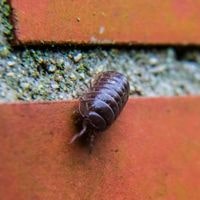 pill bugs in home