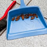 possible reasons behind dead cockroaches in the house