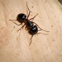 random large ants in house