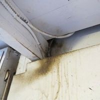 rat grease marks