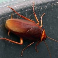 reasons behind cockroaches outside house at night