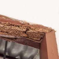 reasons behind termites in your home