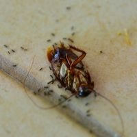 reasons of dead cockroaches in the house