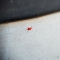 red bugs in bed