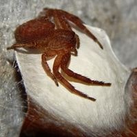 red crab spiders