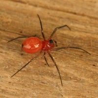 red dwarf spider