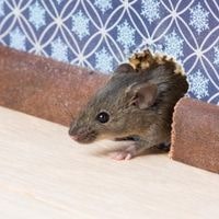 signs of rat infestation inside your home