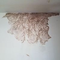 signs that indicate termites in drywall