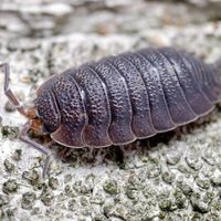 sow bugs