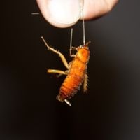 squish a cockroach