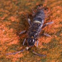 stop springtails from entering your home