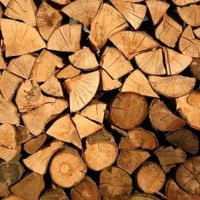 store firewood to avoid termites