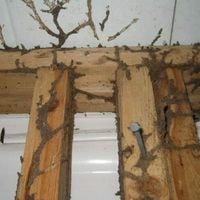 termite droppings from ceiling