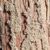 termite holes in the tree