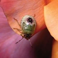 things that attract stink bugs