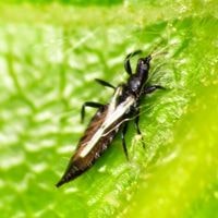 thrips bugs