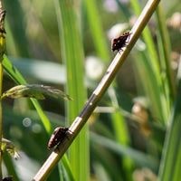 tiny black bugs in grass that bite