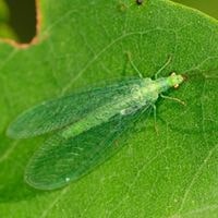 tiny green bugs that bite