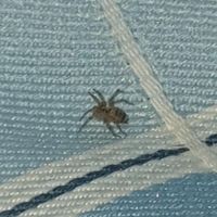 tiny spiders in bed