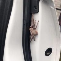 tips for keeping spiders and other bugs away from your car