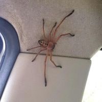 tips to get spiders out of your car