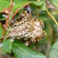 wasp nests