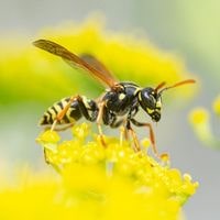 wasps bugs