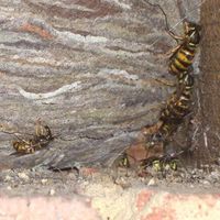 wasps but no nest