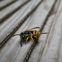 wasps in house no windows open