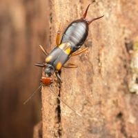 ways by which earwigs get in your house