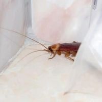 ways to get a cockroach out of hiding