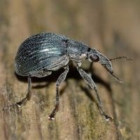 weevils black bed bugs
