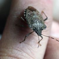 what attracts stink bugs in your house