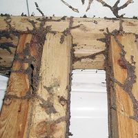 what causes termites in your home