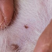 what kills fleas on contact